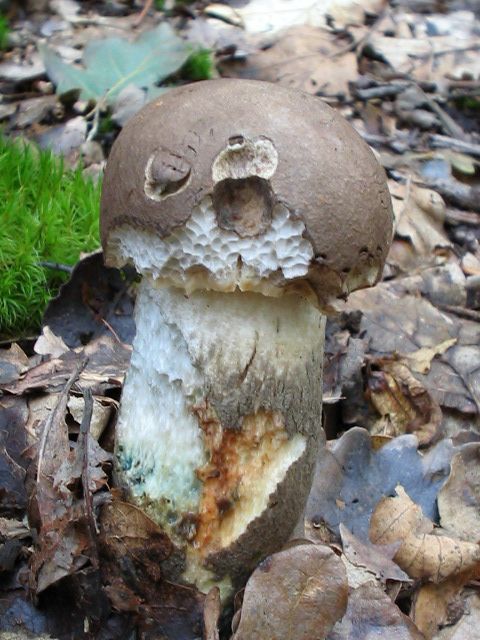 Raufuss Spezial Teil 1